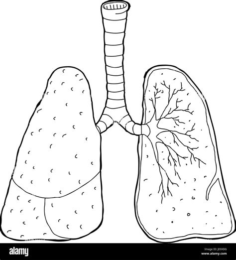 Cross Section Drawing Of Human Lungs And Trachea Stock Photo Alamy