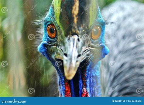 Stare Stock Image Image Of Bird Beauty Regret Amazing 82286165