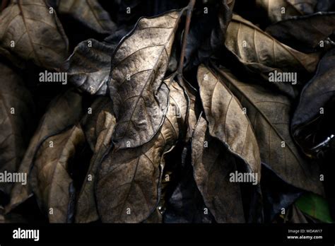 photo  dried tree leaves stock photo alamy