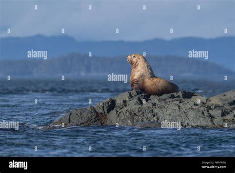 Steller Sea Lion Stock Photo - Alamy