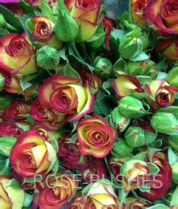 Мик Мак. Mic Mac. (Спрей) - Все РОЗЫ - Каталог