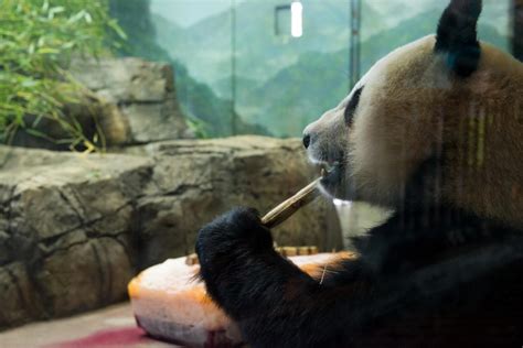 Panda Cam Is Back: Watch Smithsonian National Zoo Giant Pandas Mei ...