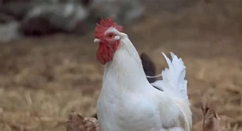 Free Hunting Porn Videos Xhamster