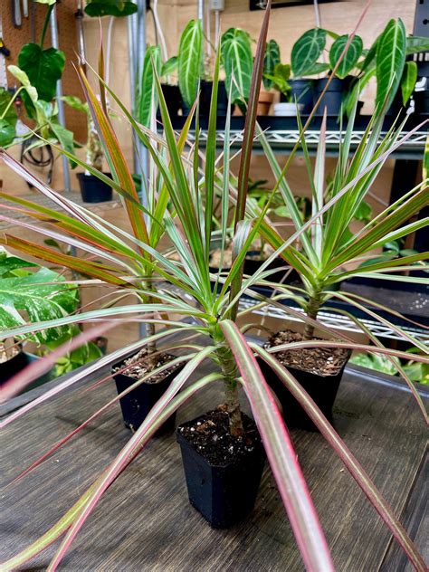Dracaena Marginata Tricolor