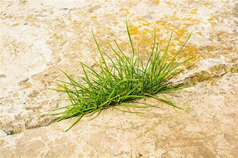 Зеленая трава растет на конце асфальта вверх Стоковое Фото ...