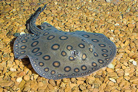 Скат моторо (Potamotrygon motoro) 18-20 см купить за 6501 руб. — ZOOMIX