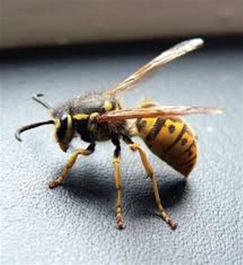 10 Interesting Hornet Facts My Interesting Facts