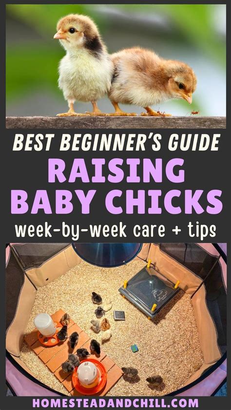raising baby chicks    beginners guide baby chicks baby