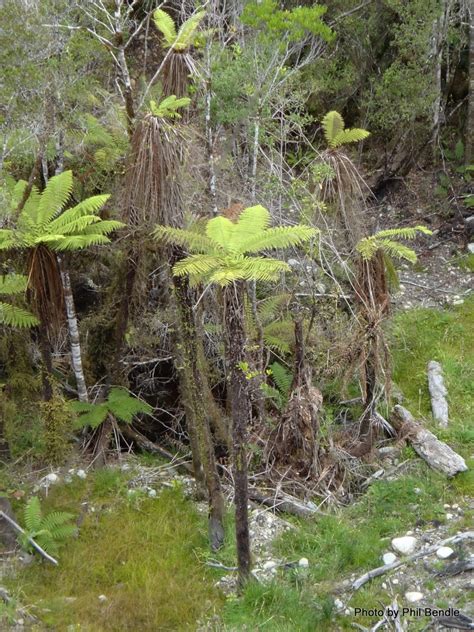 The Ultimate New Zealand Tree Fern Guide - New Zealand Nature Guy