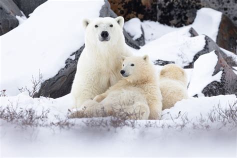 Arctic Wildlife Tours - Arctic wildlife cruises