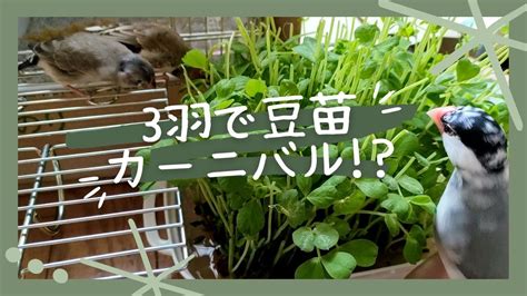 文鳥・キンカチョウず｜ 3羽で豆苗カーニバル！？ Youtube