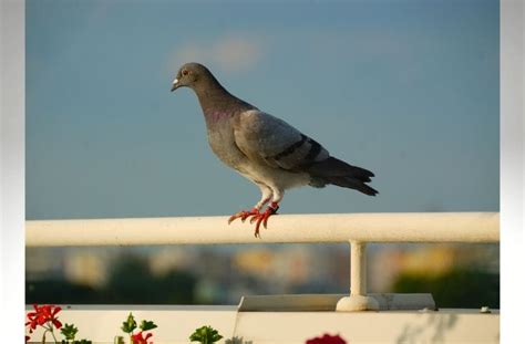 Как избавиться от голубей на балконе? | ВСЕ ПО ДОМУ
