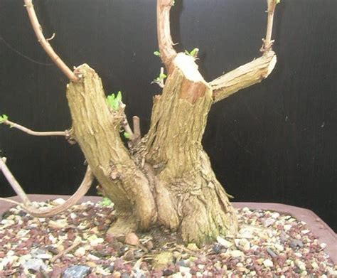 Arboressences évolution Dun Buddleia
