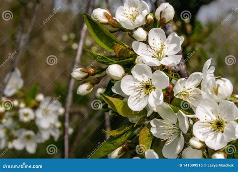 Een Tak Van Kersenbloesems Stock Afbeelding Image Of Prachtig 141099515