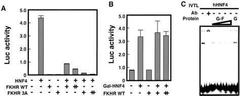 Mechanism Of The Repression Of Hnf Mediated Transactivation By Fkhr