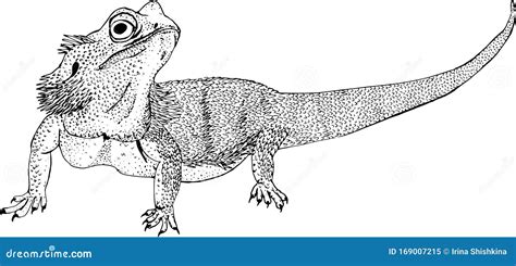 Bearded Dragon or Pogona Barbata Lizard Sketch Style Vector Illustration Stock Vector ...