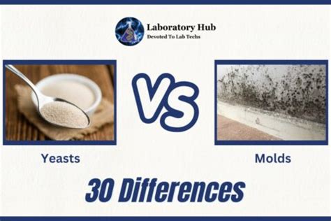 difference between yeast and mold in microbiology » Laboratory Hub