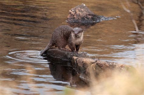 Oriental Small-clawed Otter: Facts, Habitat, Threats