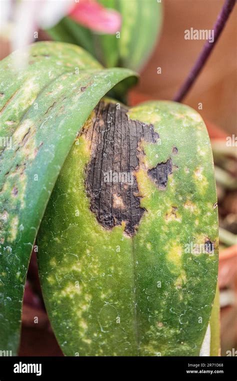 Leaf Of Moth Orchid Phalaenopsis Sp Affected By Mites And Sunburned