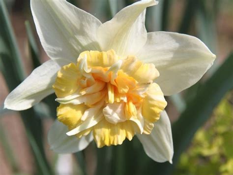 Нарциссы Петит Фоур (Petit Four) - описание сорта растения. Саженцы ...