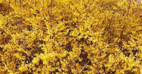 5 Tips for Pruning Forsythia | Gardener’s Path