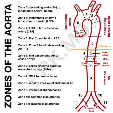 Zones Of The Aorta Rkmd