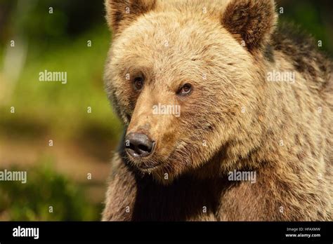 Brown Bear Portrait Bear Face Stock Photo Alamy