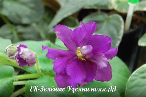 Фиалка ЕК-Зелёные Узелки