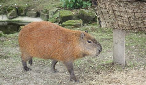 Rainforest Capybara - Top Facts, Information & Pictures