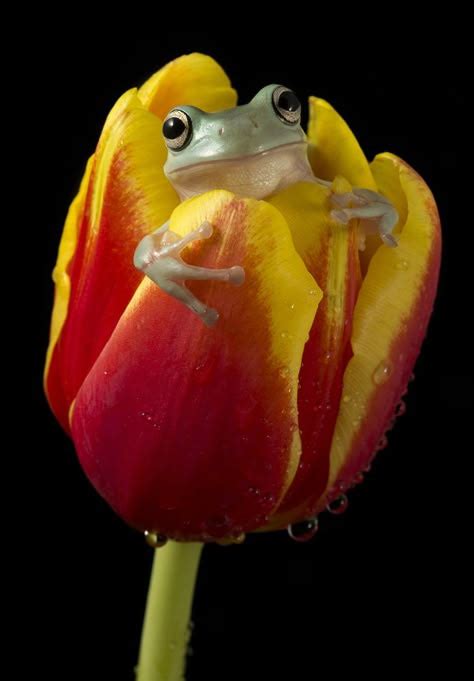 Discover the Fascinating World of White's Tree Frogs