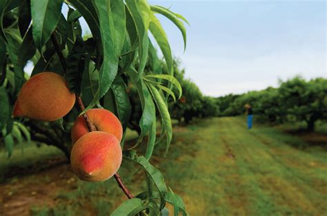 pruning a peach tree 4