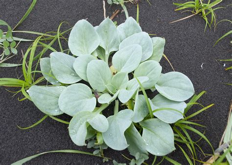Mertensia maritima - Изображение особи - Плантариум