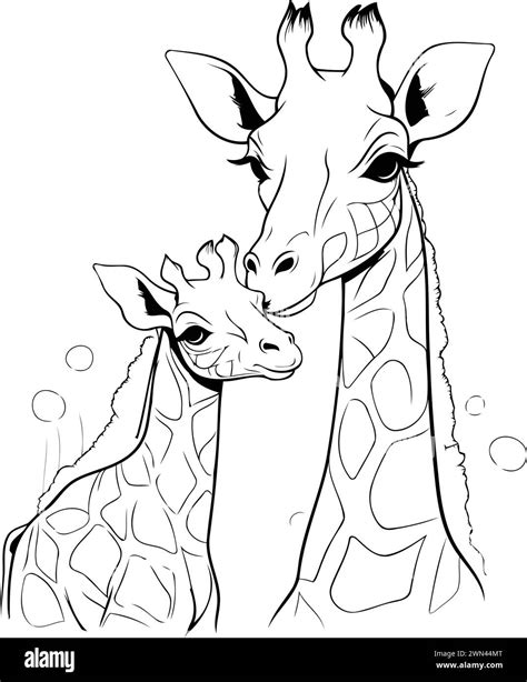 Giraffe mother and baby vector illustration isolated on white ...