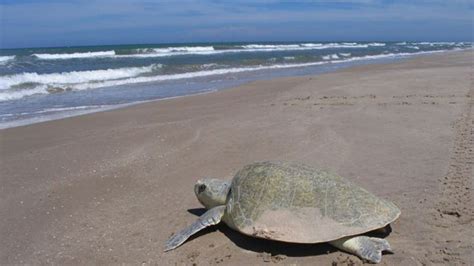 World’s most endangered sea turtle species in big trouble off Alabama's ...