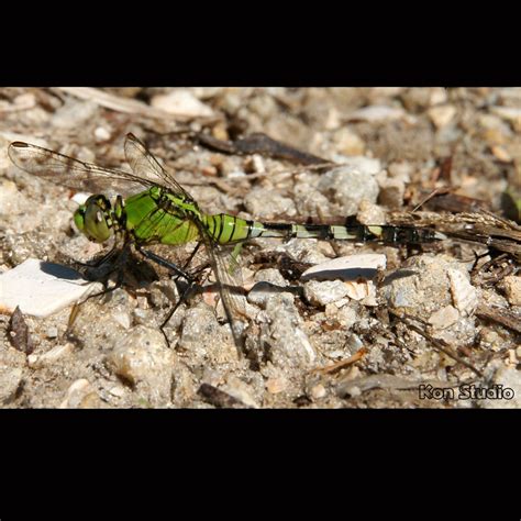 Dragonflies | Imagine Our Florida, Inc