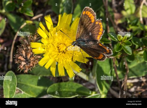 Hauhechelbla Uling Hi Res Stock Photography And Images Alamy