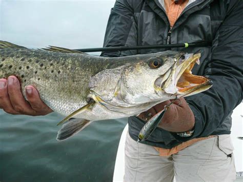 Top 10 Speckled Trout Lures Salt Water Sportsman