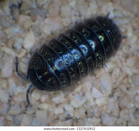 Armadillidiidae Species Pill Bug Stock Photo Edit Now 1327632812