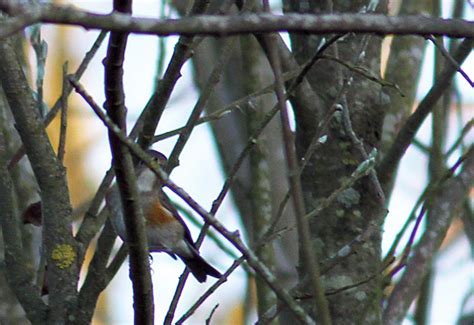 Penny S Hot Birding And Life Red Flanked Bluetail At Titchwell RSPB