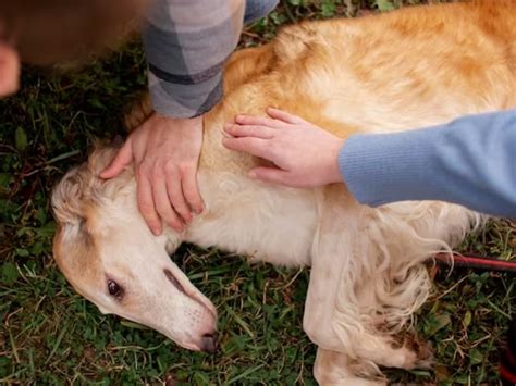 Meu Cachorro Morreu o que fazer Orientações para Lidar a Perda e