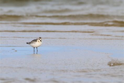 Sanderling Foto And Bild Tiere Wildlife Wild Lebende Vögel Bilder Auf