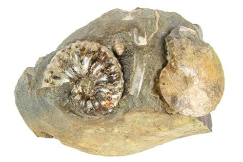 Two Fossil Ammonites Sphenodiscus And Discoscaphites South Dakota