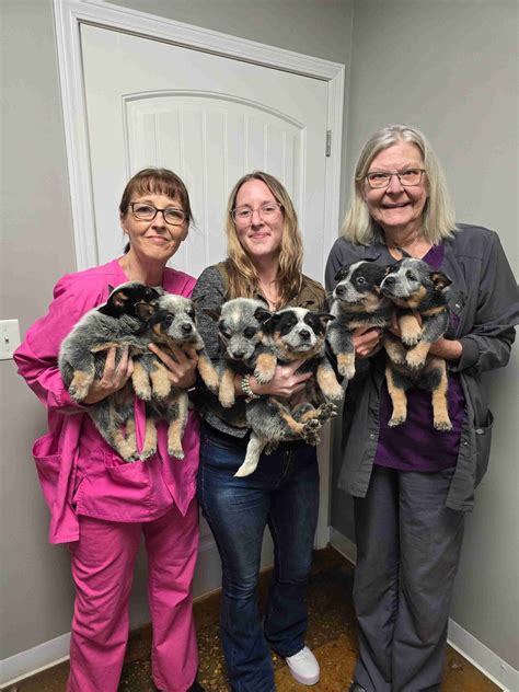 Australian Cattle Dog Puppies For Sale