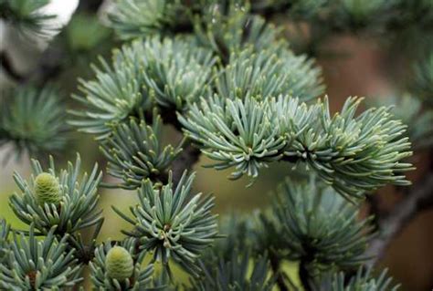 Шишки кедра ливанского фото – описание шишек. Как выглядит кедр из ...