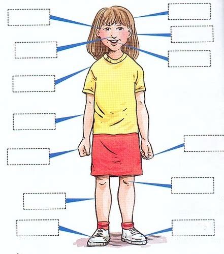 Spanish Body Parts Diagram Quizlet