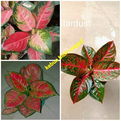 Jual Bunga Aglonema Red Kocin Stardas Dan Dud Anjamani Shopee Indonesia