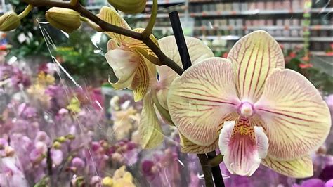 ОБИ Лахта, СПБ. Море прекрасных ОРХИДЕЙ в новом привозе, 08.12.22 ...