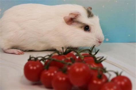 Porquinho Da Ndia Pode Comer Tomate Quantidade Recomendada