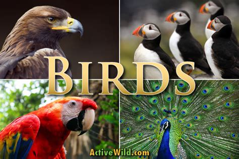 Birds Facts, Pictures & Information: The Ultimate Guide To Birds & Bird