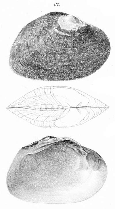 Musselpdb Valid Sp Elliptio Congaraea Synonymy